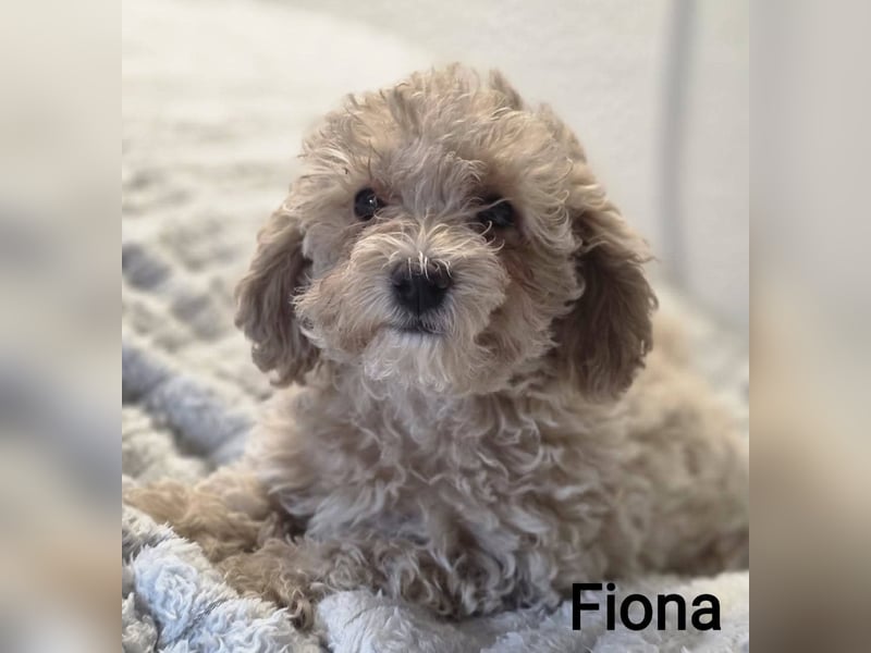 Maltipoo Deckrüde