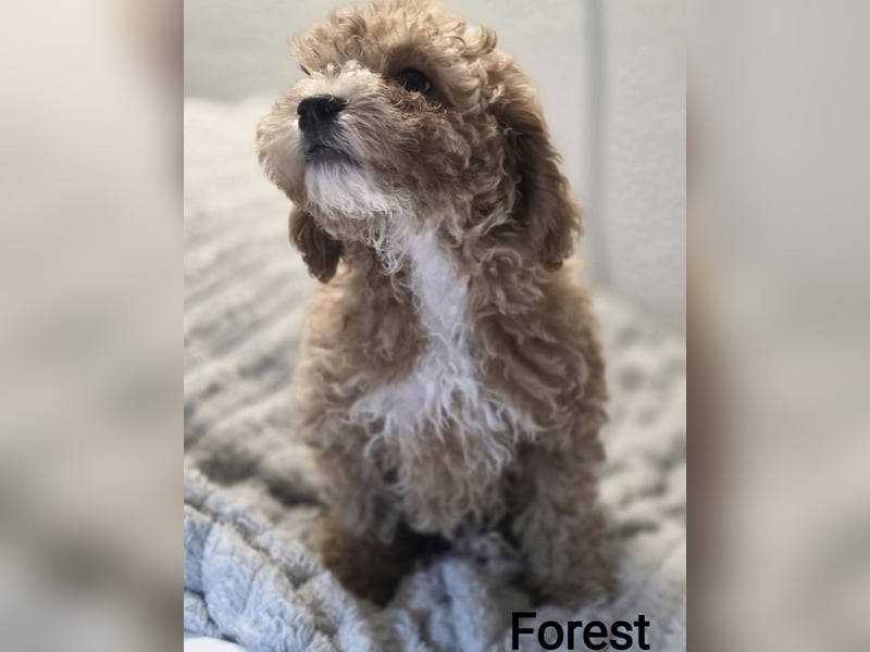 Maltipoo Deckrüde
