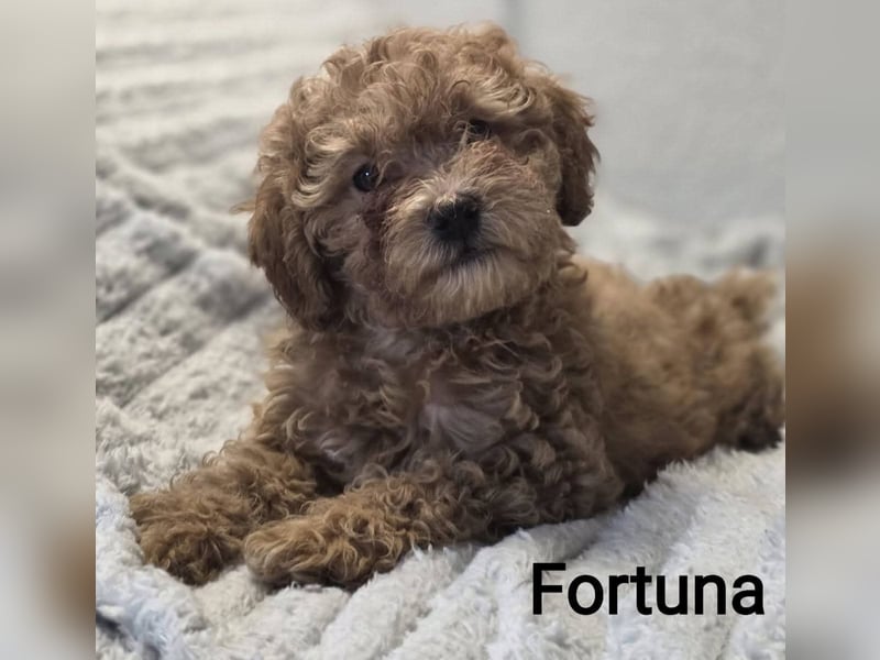 Maltipoo Deckrüde