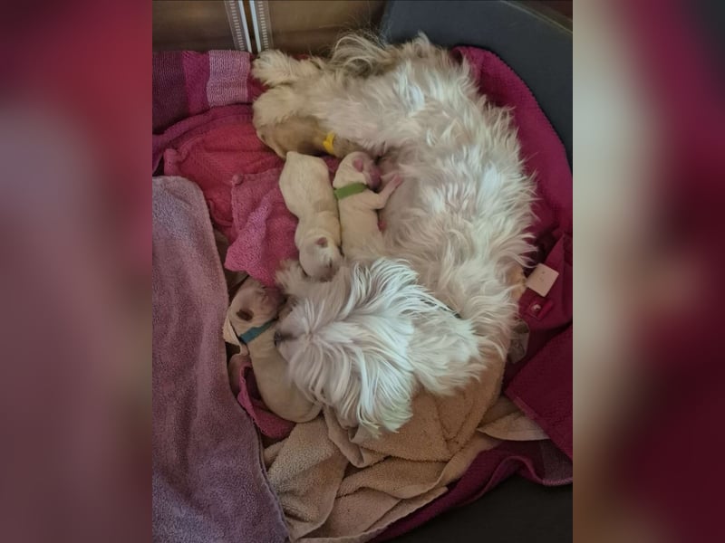 Maltipoo Deckrüde