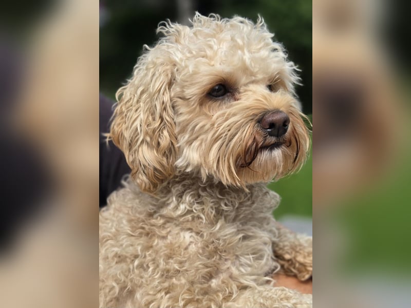 Maltipoo Deckrüde