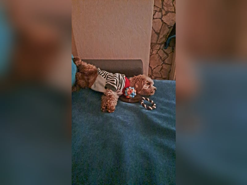 Maltipoo Deckrüde