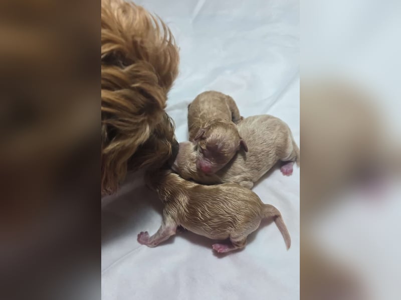 Maltipoo Deckrüde