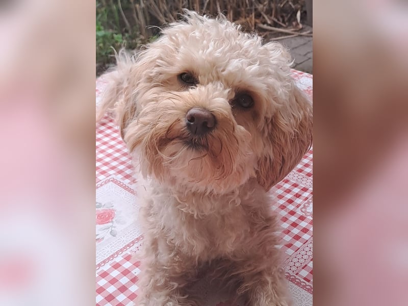 Maltipoo Deckrüde