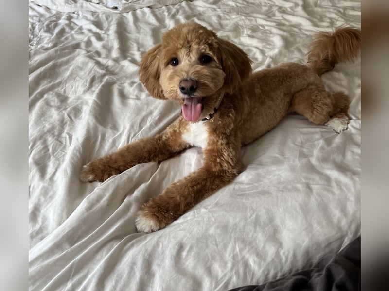 Maltipoo Deckrüde KEIN VERKAUF