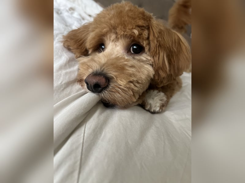 Maltipoo Deckrüde KEIN VERKAUF