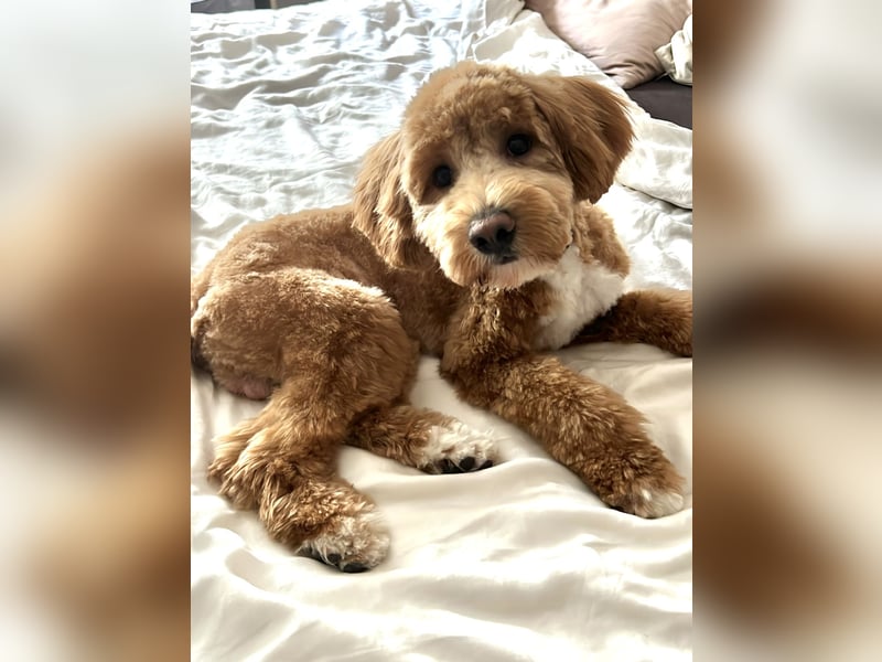 Maltipoo Deckrüde KEIN VERKAUF