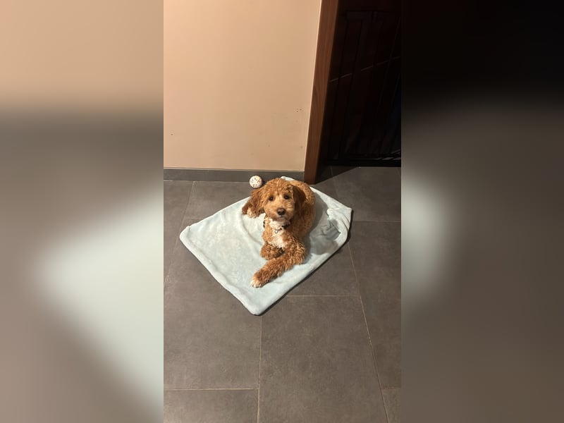 Maltipoo Deckrüde KEIN VERKAUF