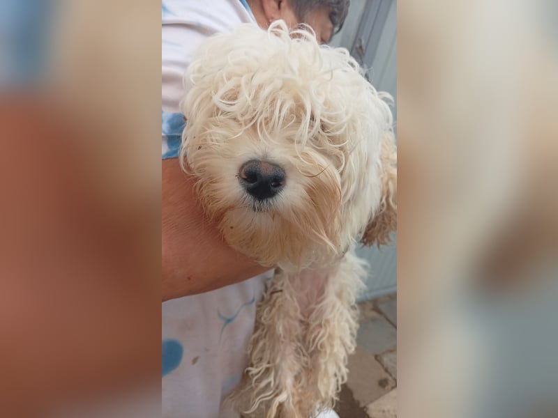 Loraine-Lili – das kleine Maltipoo-Wölkchen auf der Suche nach ihrem ersten eigenen Zuhause 
