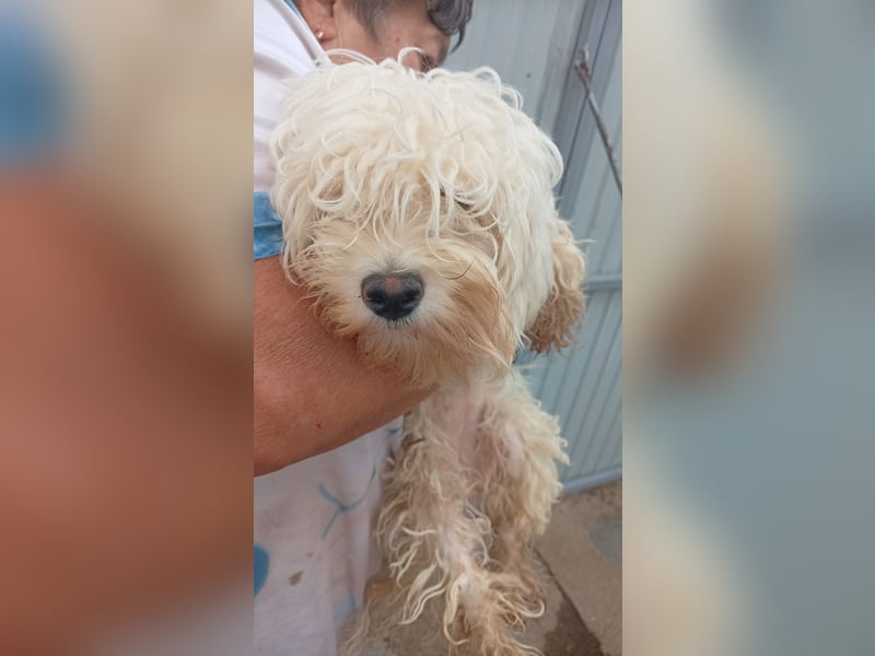 Loraine-Lili – das kleine Maltipoo-Wölkchen auf der Suche nach ihrem ersten eigenen Zuhause 