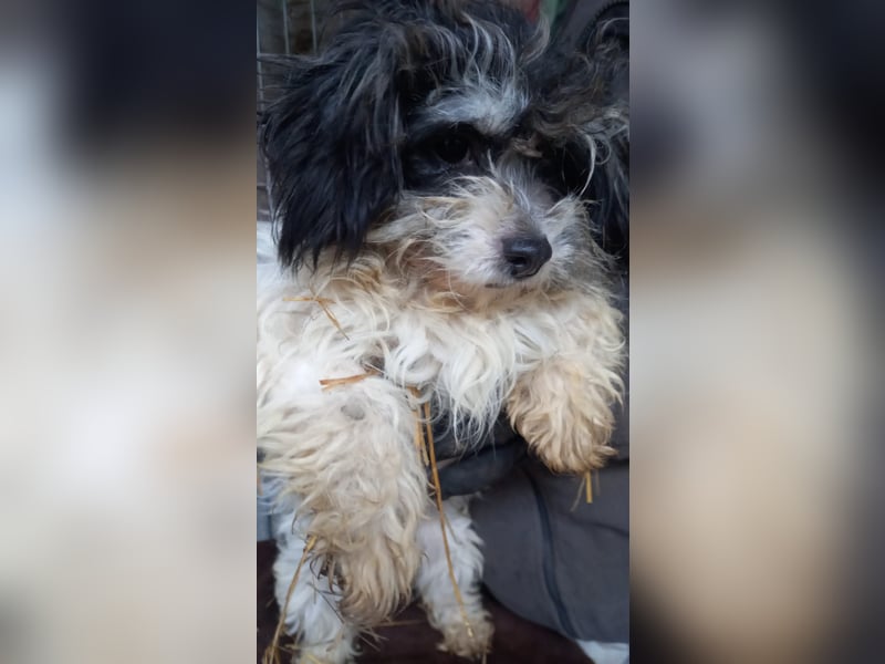 Pötyi2 PP– Maltipoowelpin sucht Kuschelkörbchen