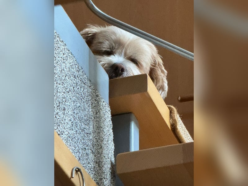 Deckrüde Hugo Charmanter Maltipoo für liebevolle Hündinnen