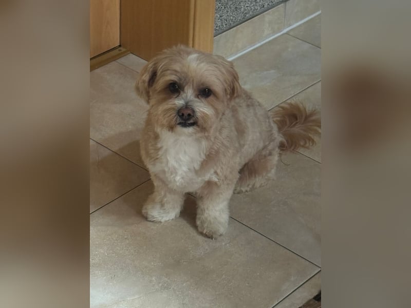 Deckrüde Hugo Charmanter Maltipoo für liebevolle Hündinnen