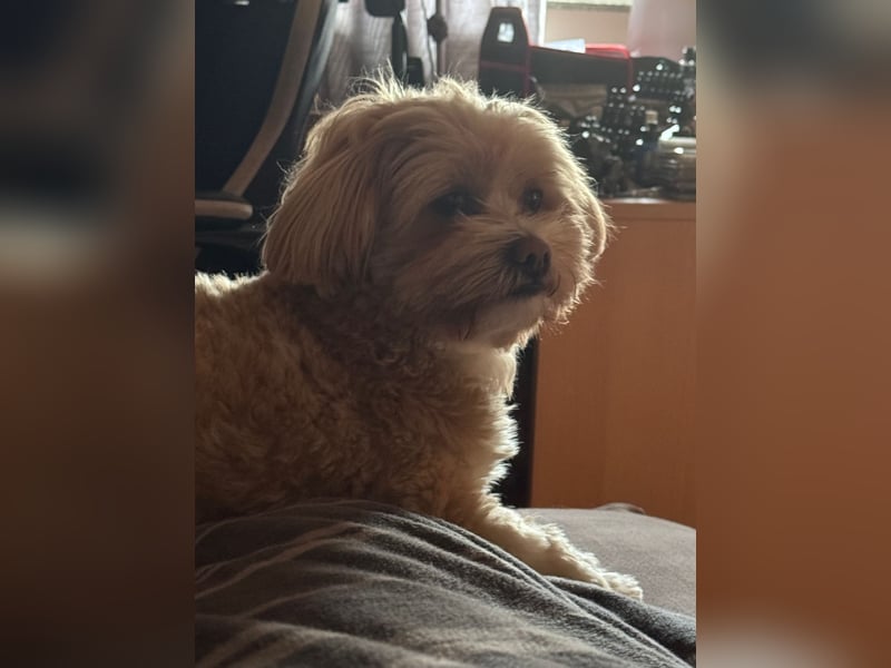Deckrüde Hugo Charmanter Maltipoo für liebevolle Hündinnen