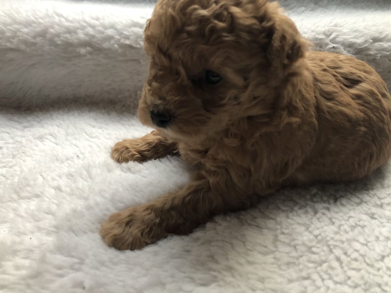 Apricotfarbene Maltipoowelpen