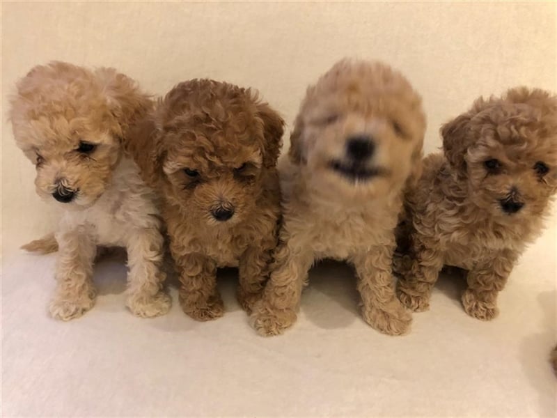 Wir erwarten im Dezember Maltipoowelpen