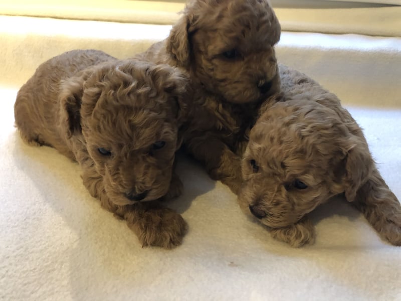 Apricotfarbene Maltipoowelpen