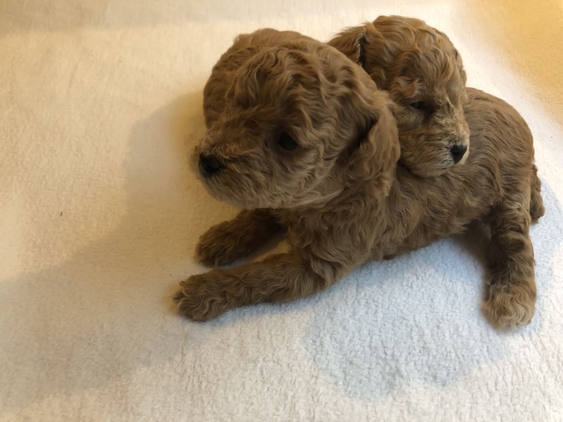 Apricotfarbene Maltipoowelpen