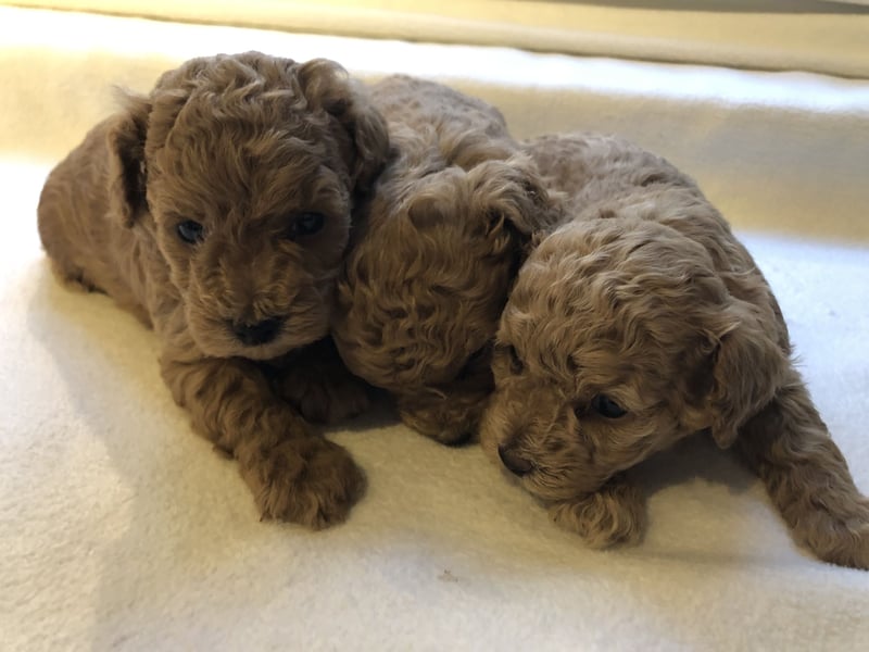 Apricotfarbene Maltipoowelpen