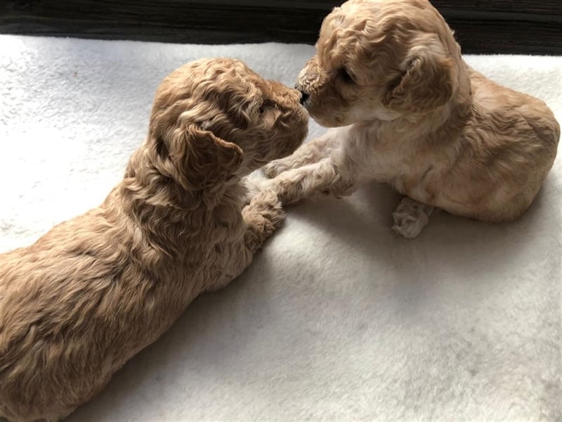 Wir erwarten im Dezember Maltipoowelpen