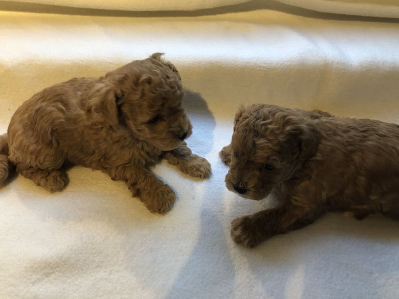 Apricotfarbene Maltipoowelpen