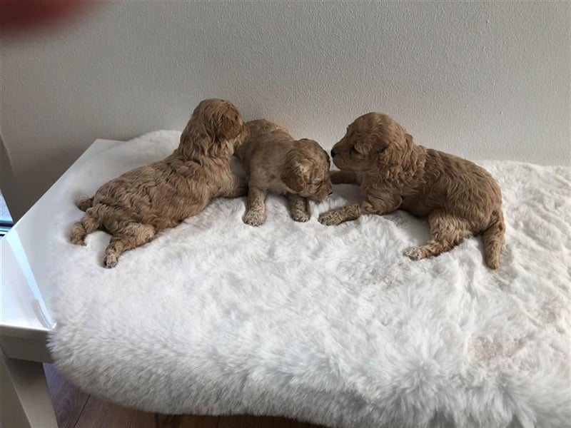 Wir erwarten im Dezember Maltipoowelpen