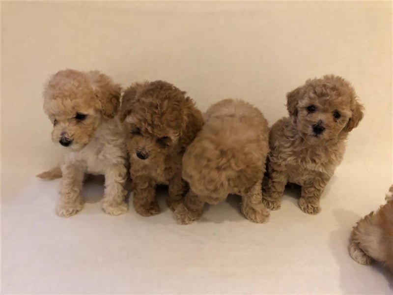 Wir erwarten im Dezember Maltipoowelpen