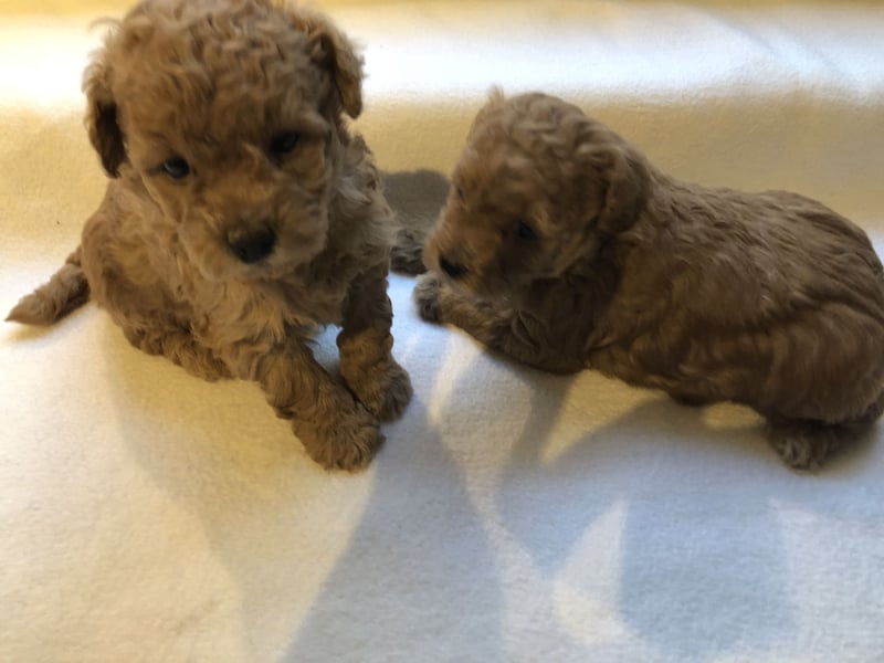 Apricotfarbene Maltipoowelpen