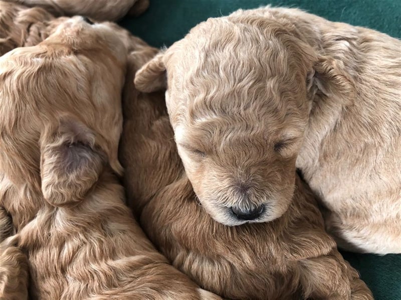 Wir erwarten im Dezember Maltipoowelpen