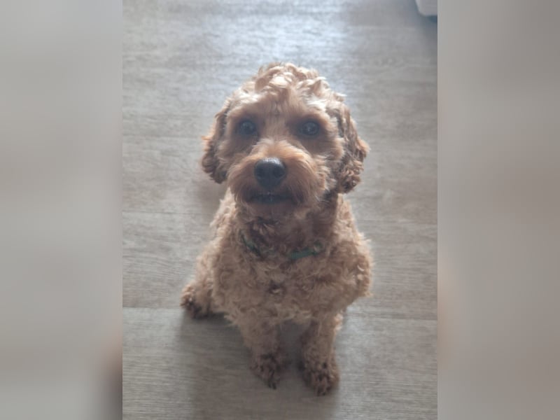 Erfahrener Maltipoo Deckrüde, liebevoll, verschmust, vital