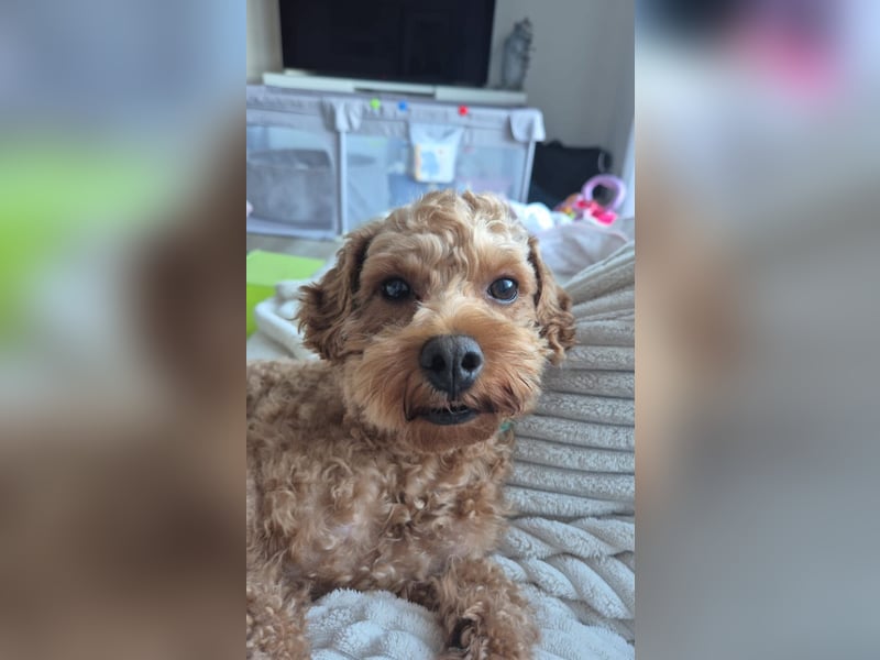 Erfahrener Maltipoo Deckrüde, liebevoll, verschmust, vital