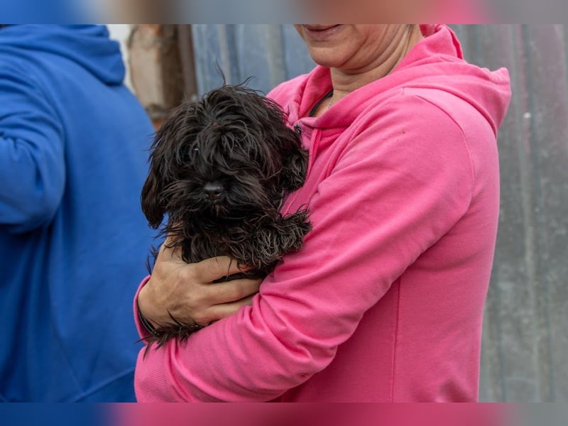 Muris, süßes Maltipoo Mädchen geb. 05/2026