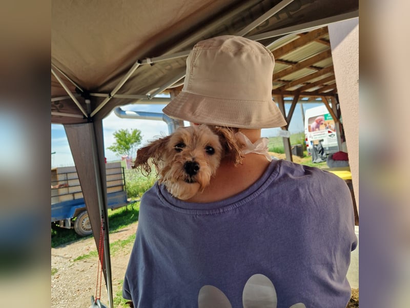 Alamuszi, süße. kleine Maltipoo Hündin geb, 09/2022