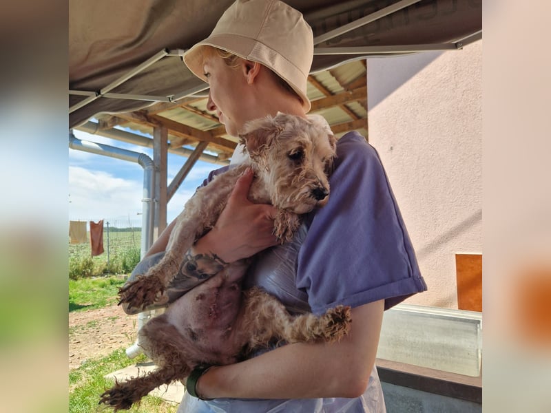 Alamuszi, süße. kleine Maltipoo Hündin geb, 09/2022