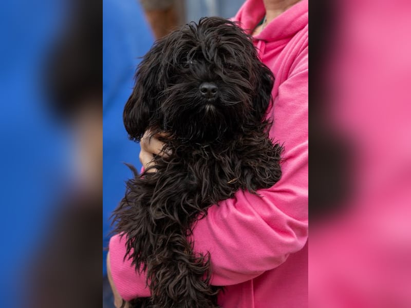 Muris, süßes Maltipoo Mädchen geb. 05/2026