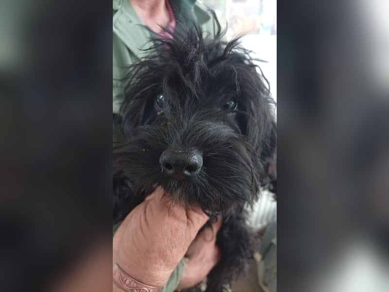 Makacs, süßer Maltipoo Welpe, geb. 05/2026
