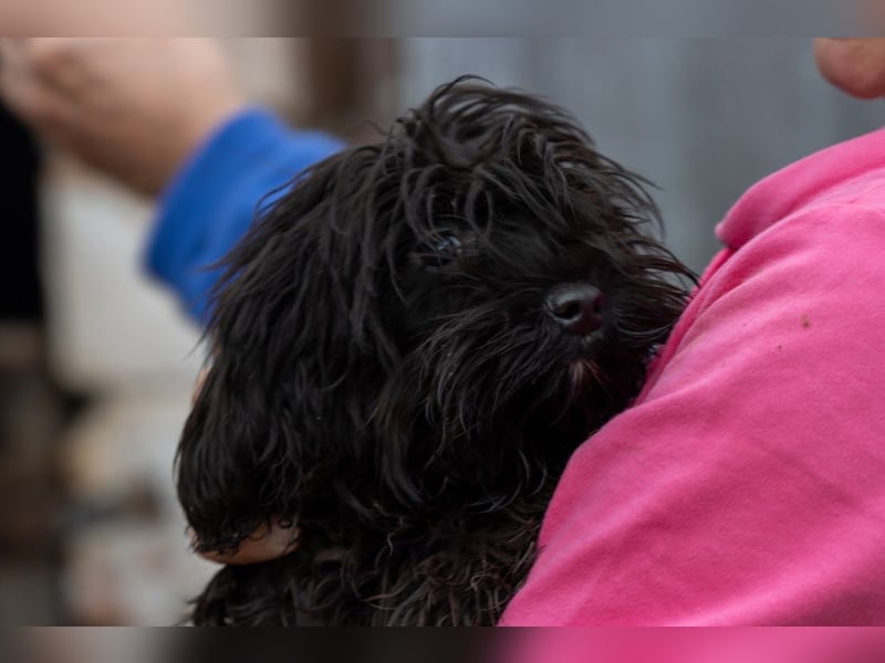 Muris, süßes Maltipoo Mädchen geb. 05/2026