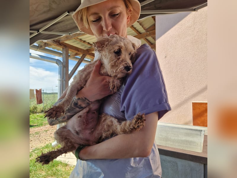 Alamuszi, süße. kleine Maltipoo Hündin geb, 09/2022