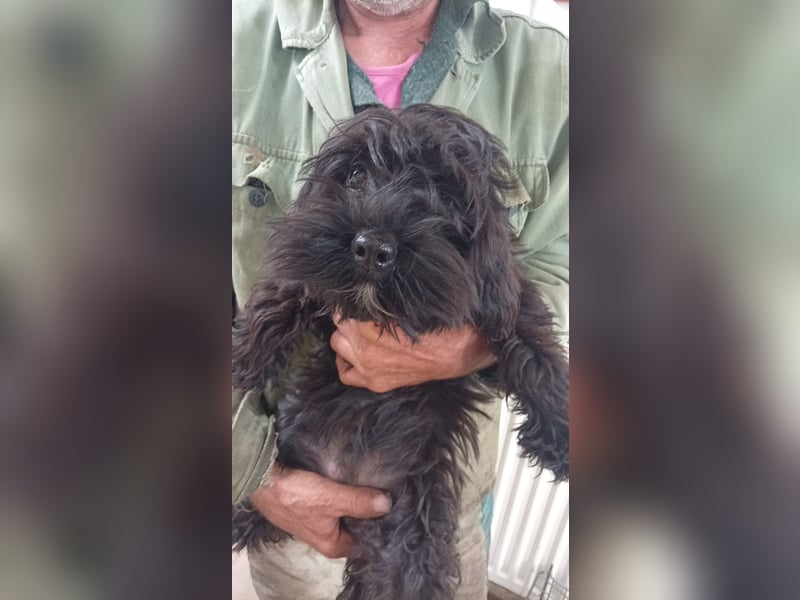 Makacs, süßer Maltipoo Welpe, geb. 05/2026