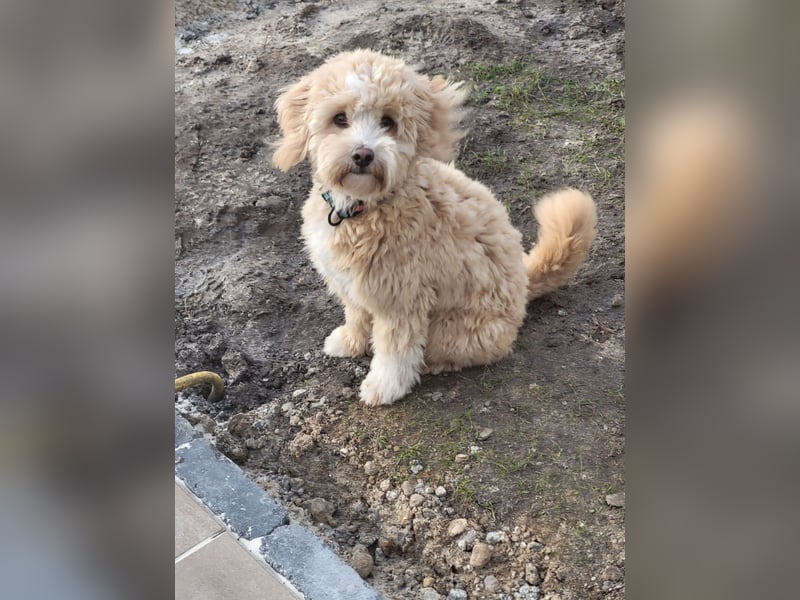 Traumhafter Maltipoo Rüde