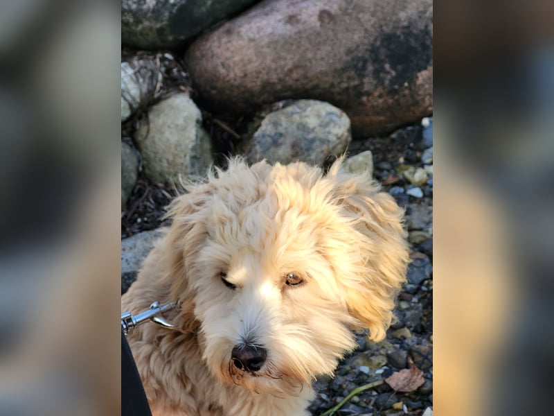 Traumhafter Maltipoo Rüde