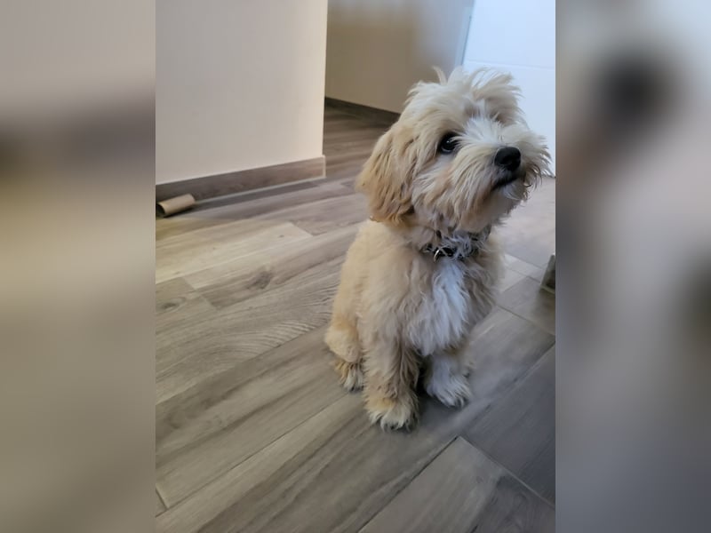Traumhafter Maltipoo Rüde