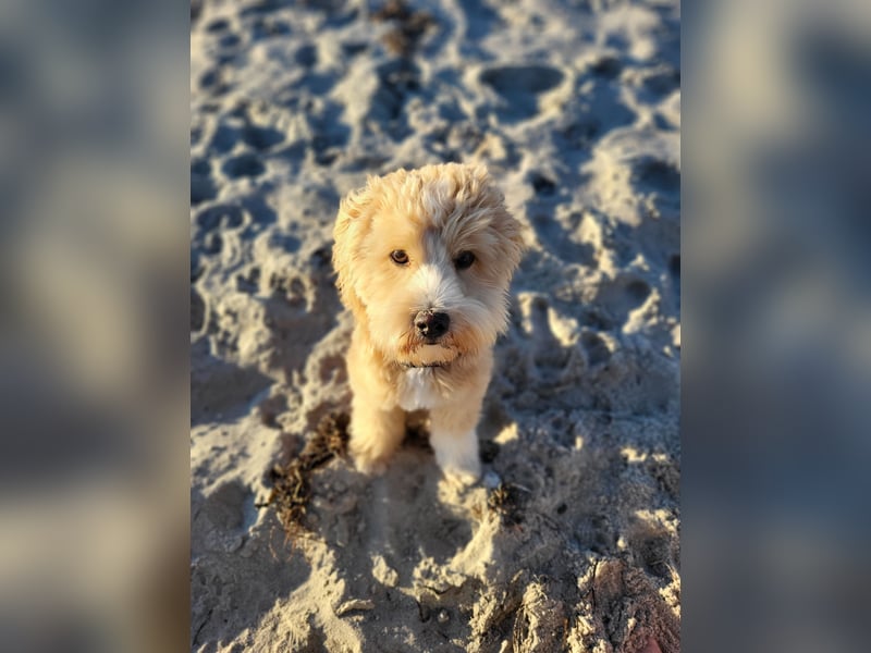 Traumhafter Maltipoo Rüde