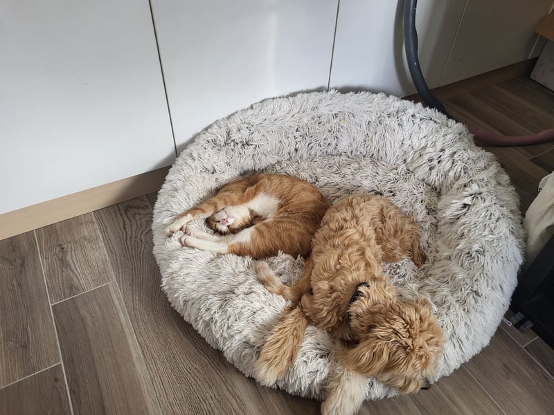 Traumhafter Maltipoo Rüde