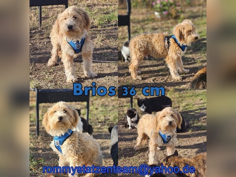 Brios wurde als Spielzeug angeschafft