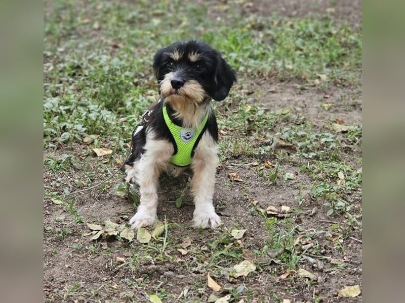 Cutie - ein zartes sensibles Hundemädel