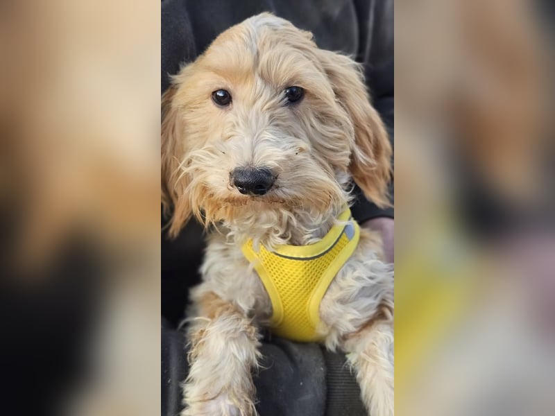 Brios wurde als Spielzeug angeschafft