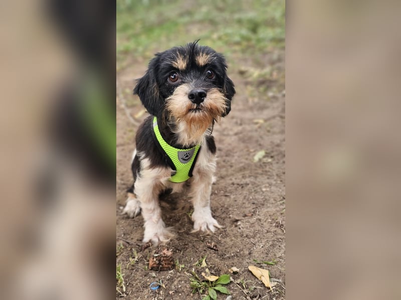 Cutie - ein zartes sensibles Hundemädel