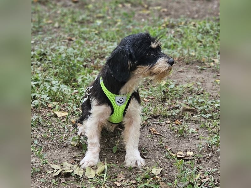 Cutie - ein zartes sensibles Hundemädel