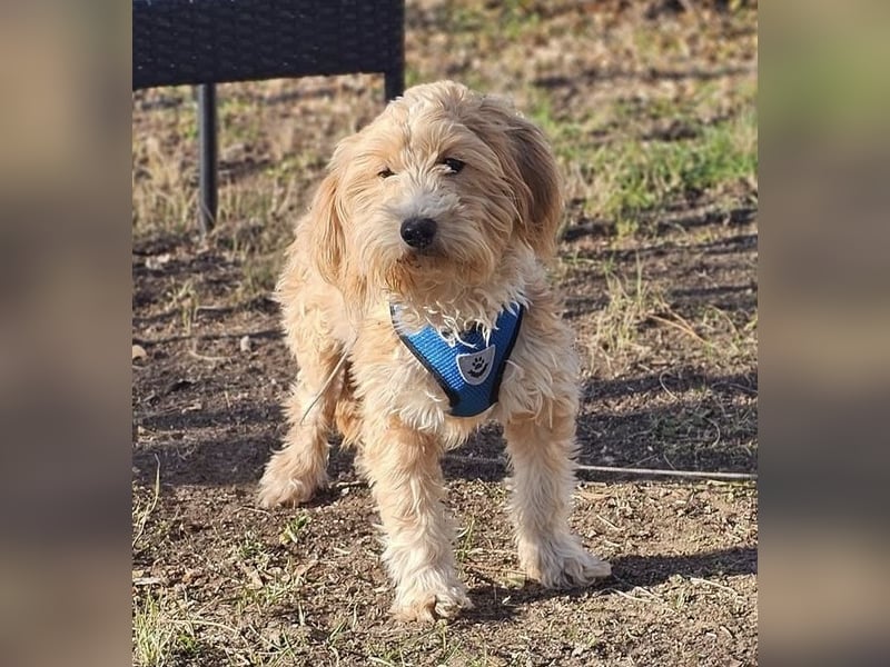 Brios wurde als Spielzeug angeschafft